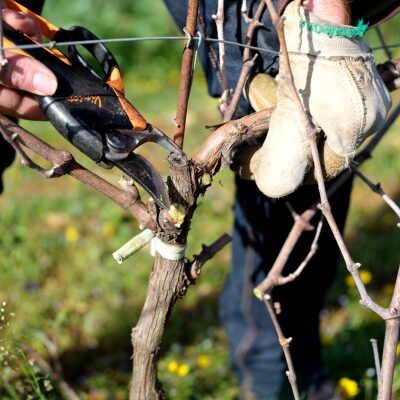 clostroteligotte-vin-madeinfrance