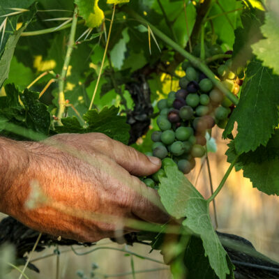 domainedevigier-madeinfrance-vignoble